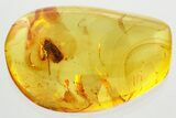 Detailed Fossil Froghopper (Cercopoidea) In Baltic Amber - Rare! #362685-2